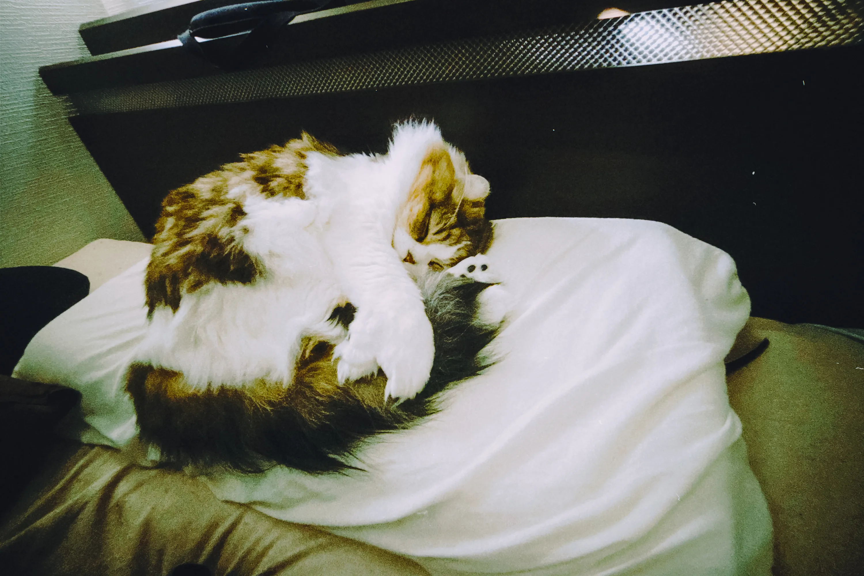 2026 — 01 — 14に撮影したあおの写真